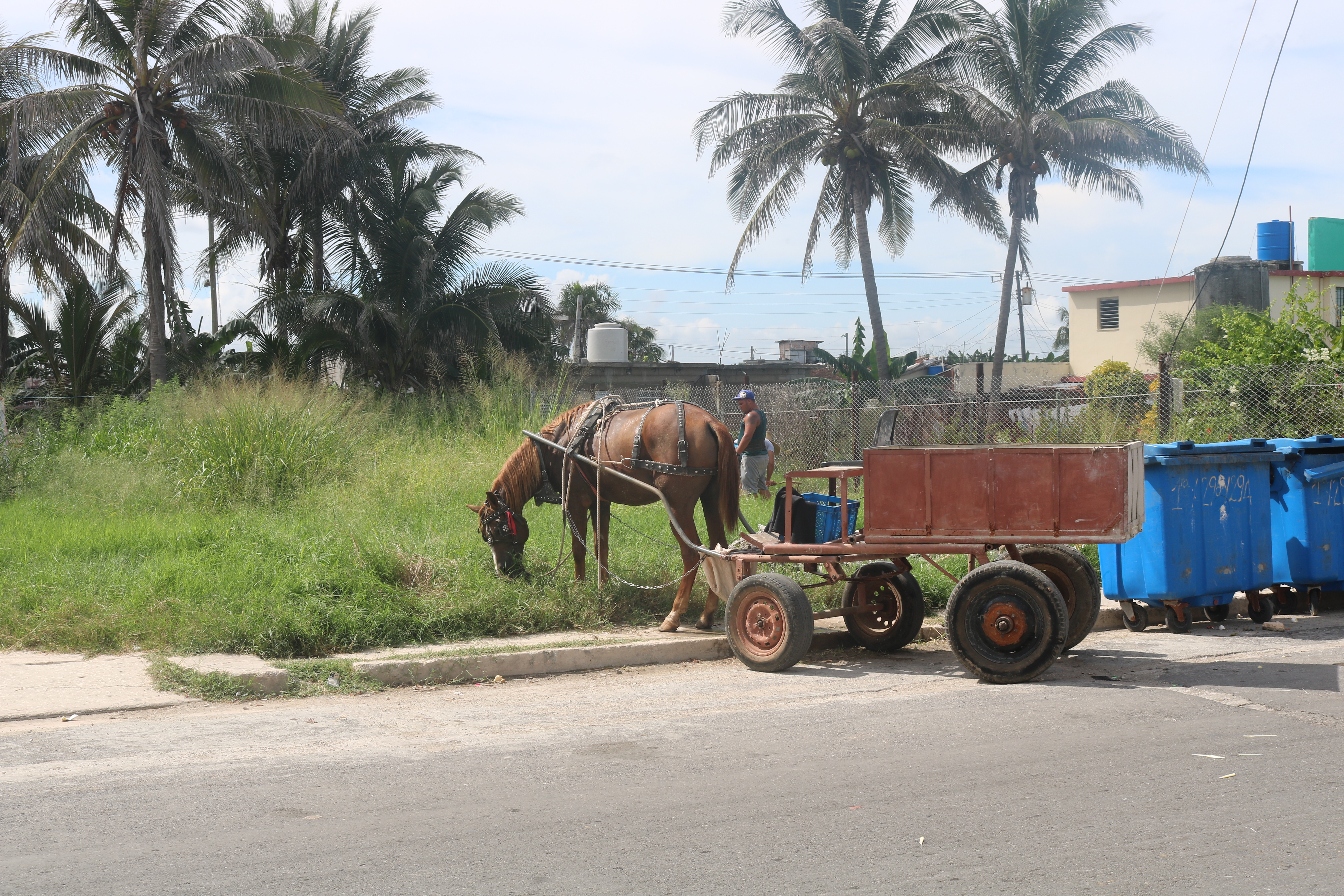 Playa-Santa-Fe-Cuba-Horse